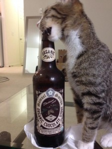 Kitten with beer